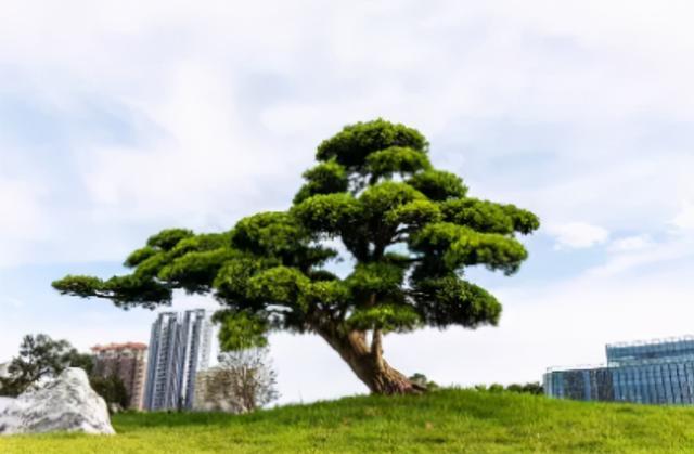 6种类型的孤植树种越来越吃香,想赚钱的都关注一下 - 知乎