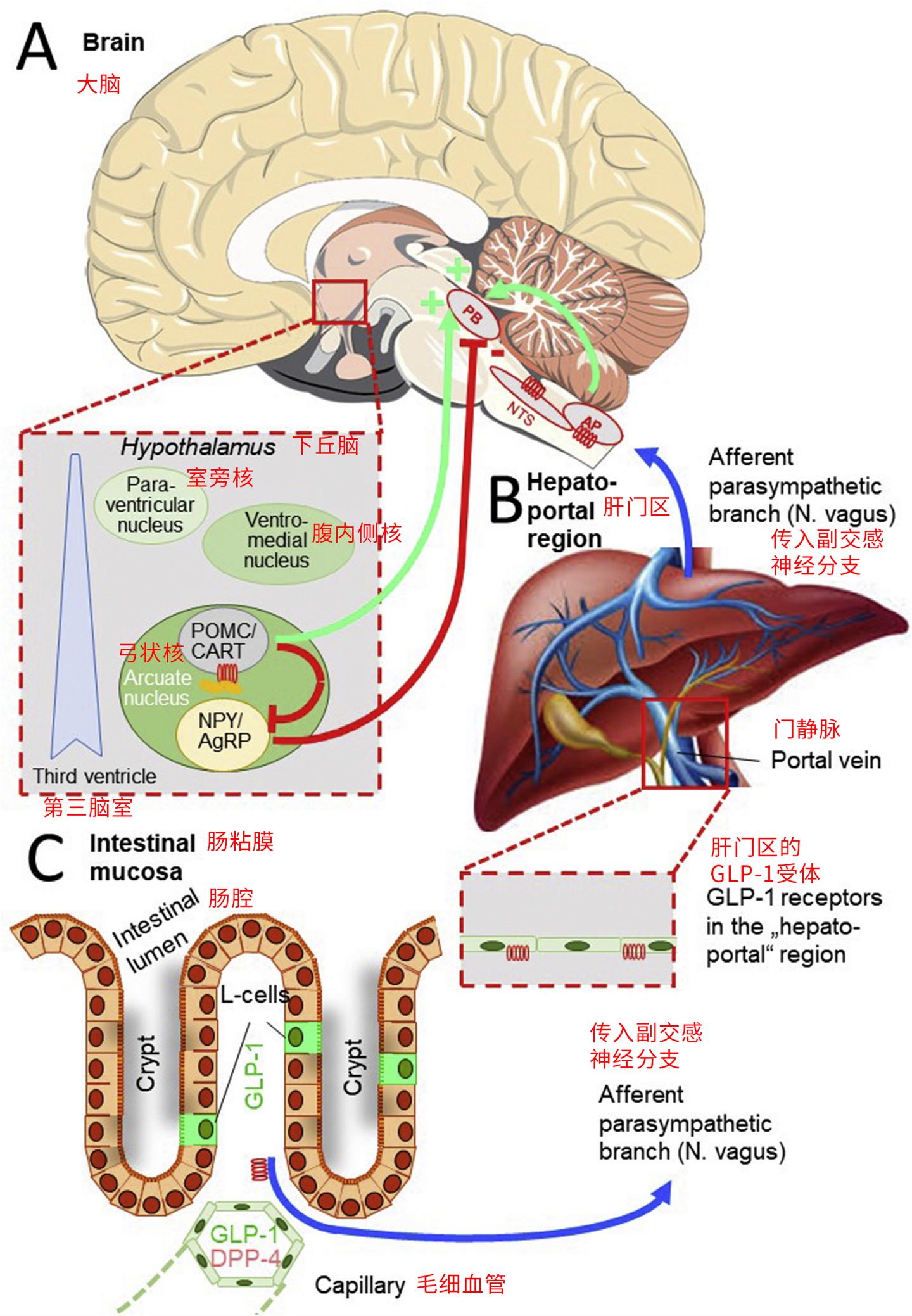 Image from reference [1]: How semaglutide enters the systemic circulation and affects brain regions that regulate energy intake and expenditure