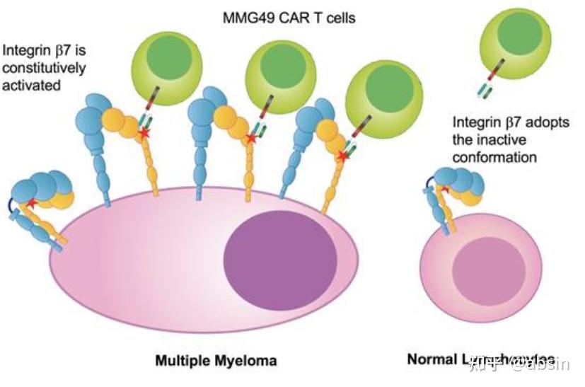 芯客哦佑址⑾至艘桓黾咔绷Φ男掳械,实验结果表明,整合素β7蛋白