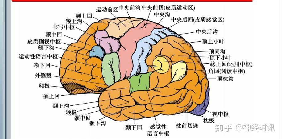 知识速记 |大脑-颞叶功能、病损表现及定位诊断! - 知乎