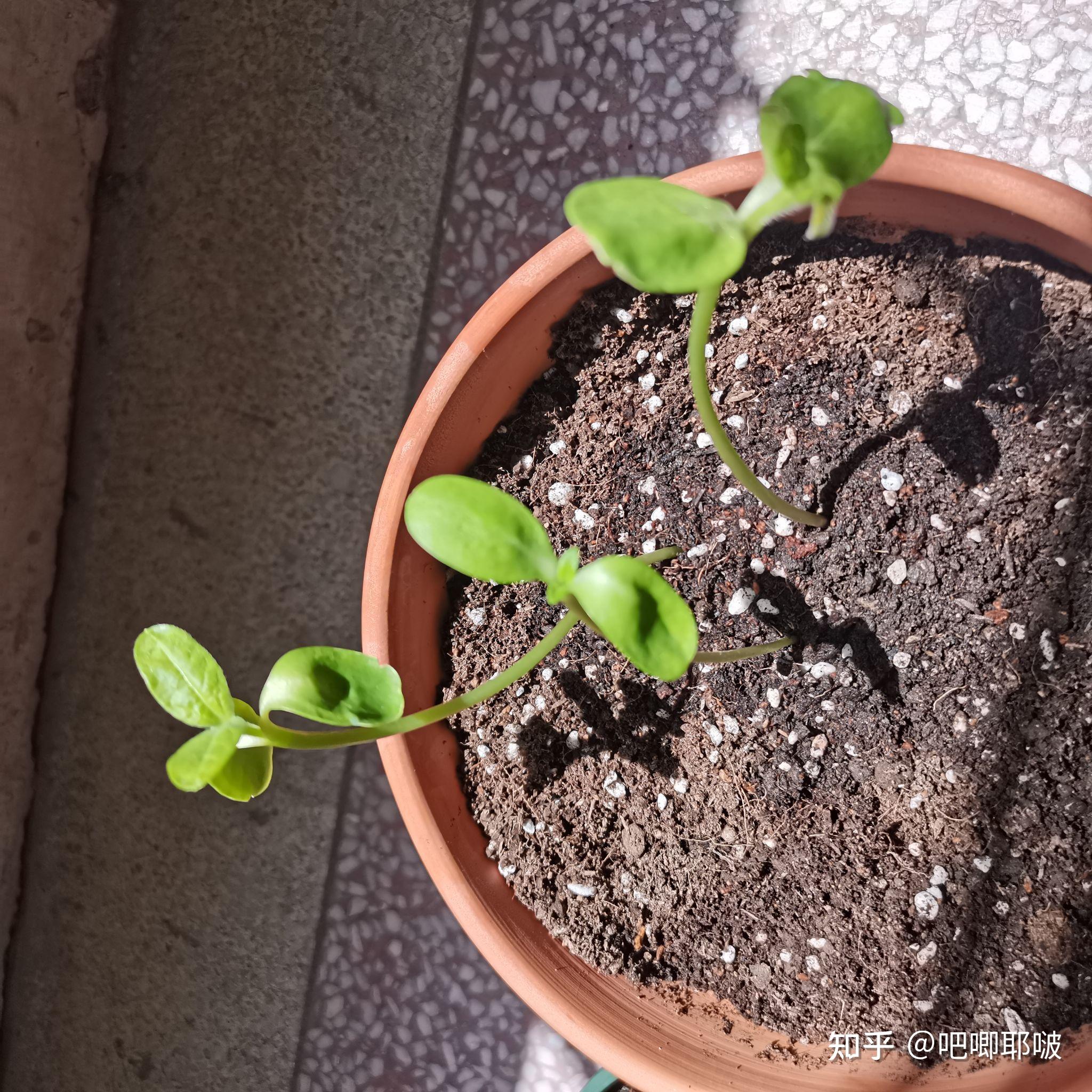 去年猿辅导系统班送的种子怎么种呀? - 知乎