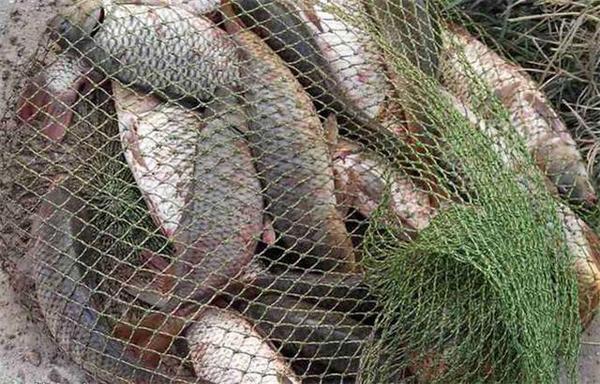 钓黑坑鲤鱼的饵料越来越复杂，生口鱼、回锅鱼和疗养鱼的鱼饵配方- 知乎