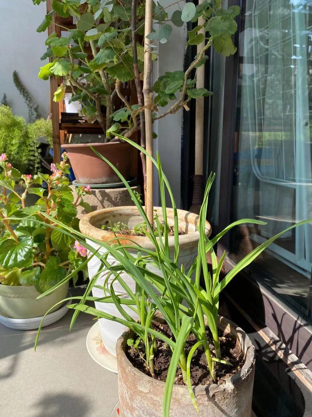 家里水培蔬菜怎么种植