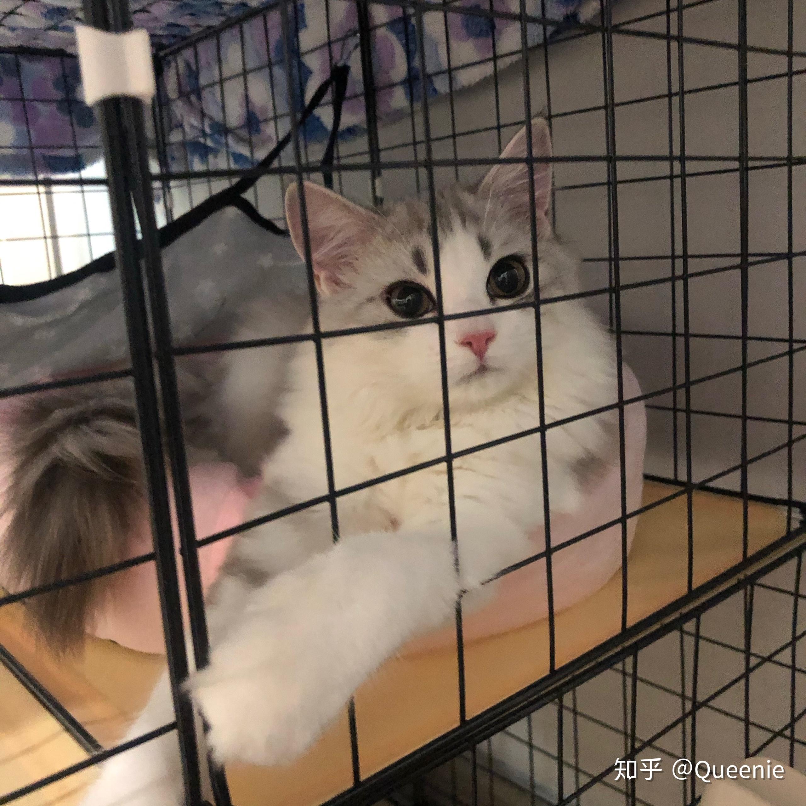 有人见过黄眼睛布偶猫吗