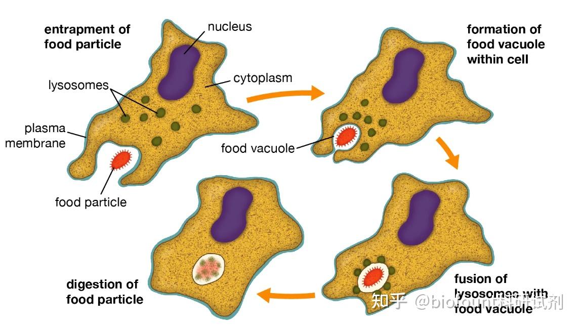Phagocytosis 