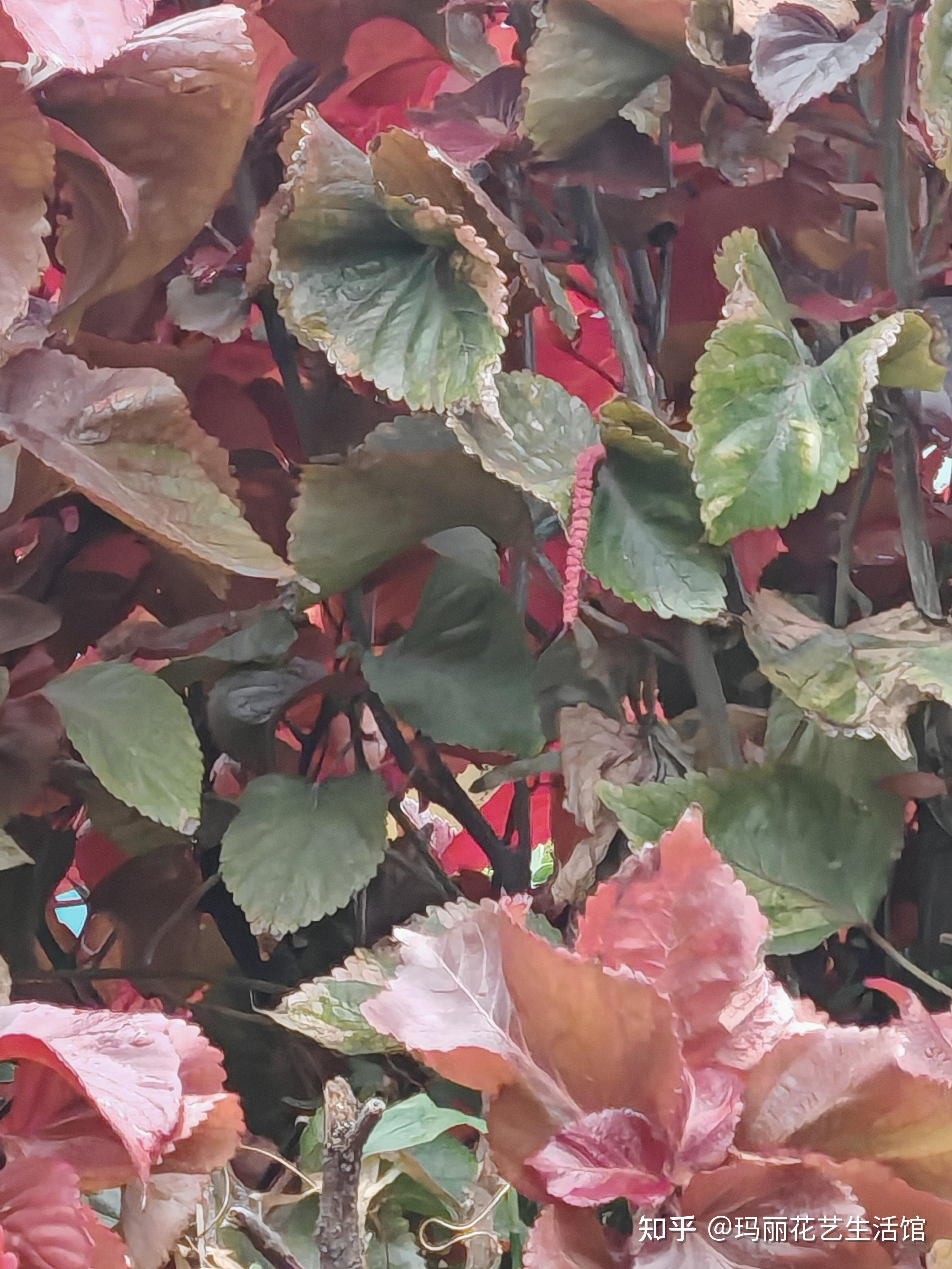 植物科普 ：红桑，灿烂如烈焰，美艳似画卷 - 知乎