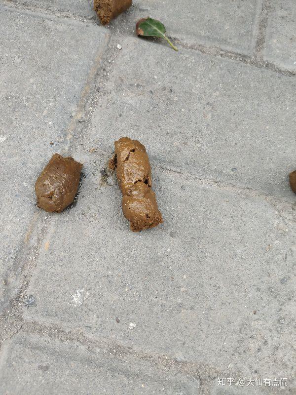 狗子粑粑图