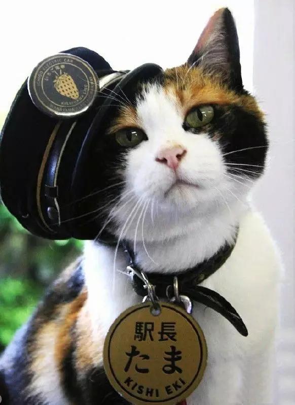 日本最萌的八条铁路求一张猫咪站长的合影