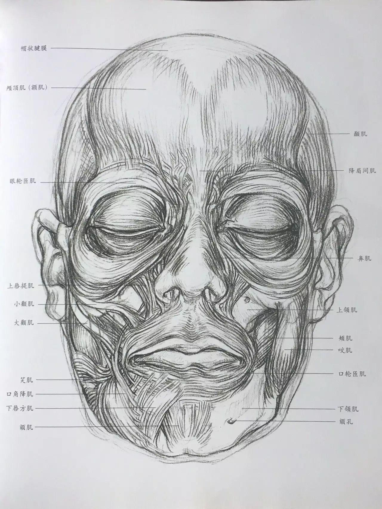 光影—人体结构与肌肉走向? - 知乎