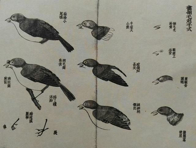 画鸟技法12个步骤分解和21种姿势,让你轻松入