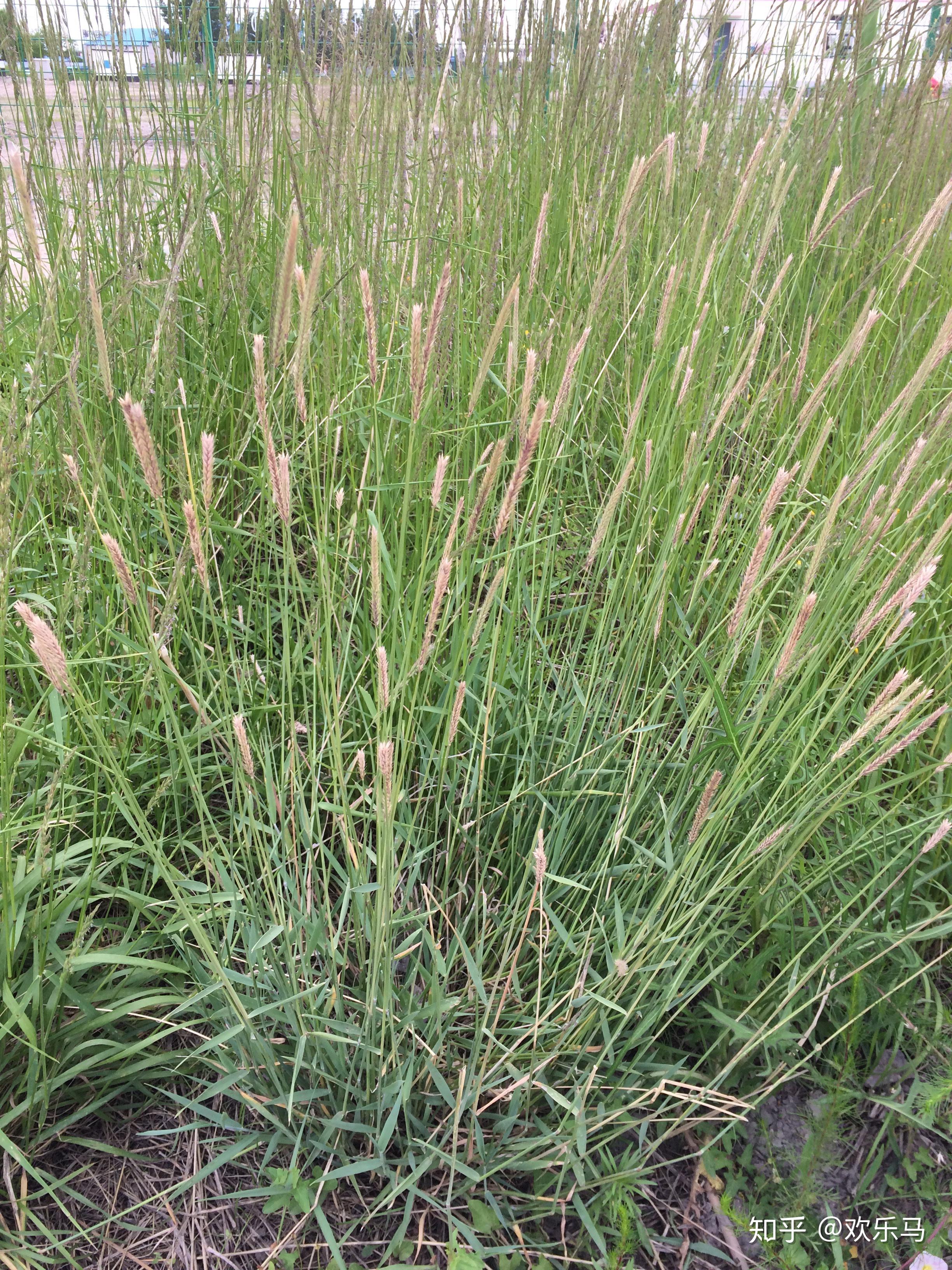 大庆野地植物58紫大麦草