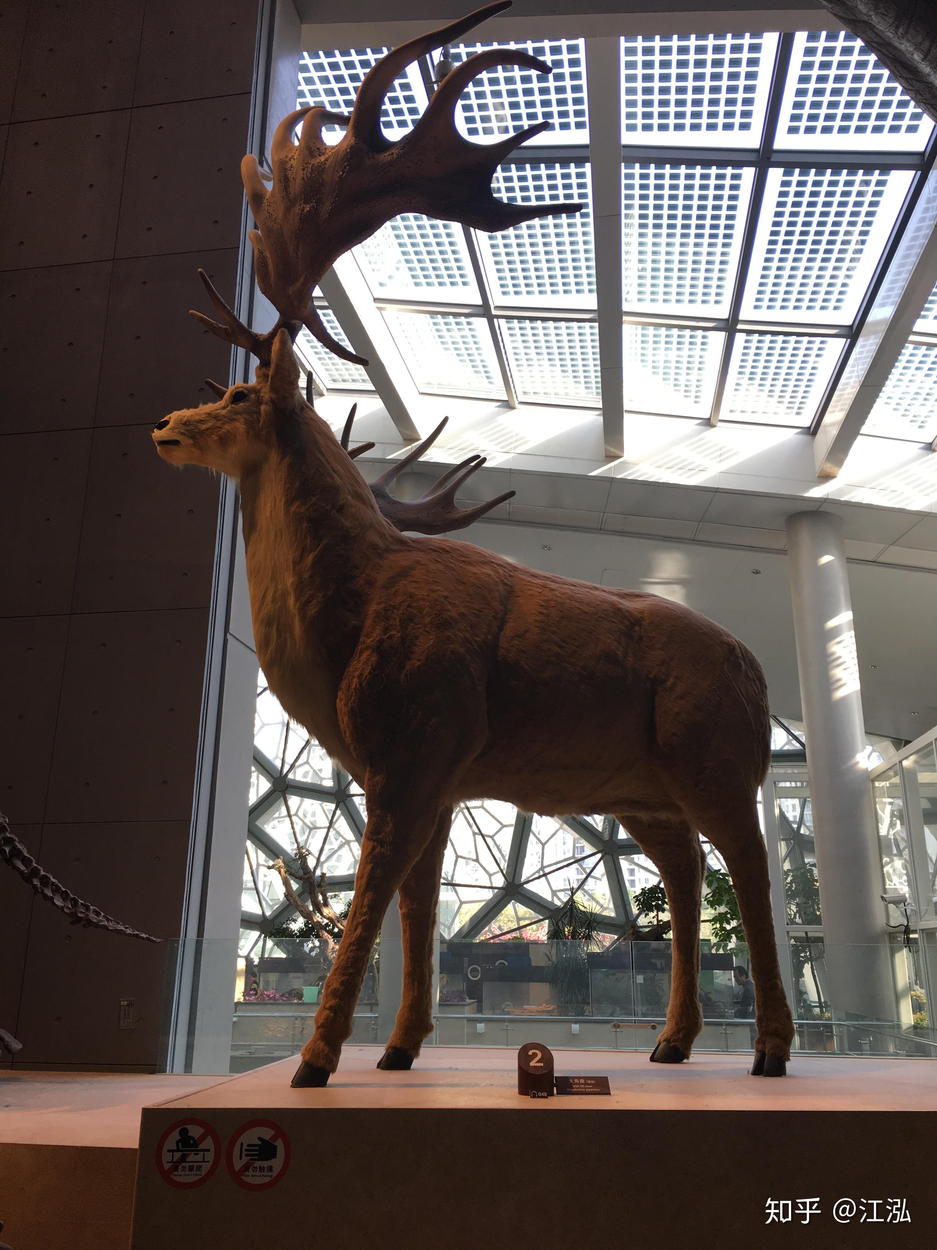 史前巨鹿头顶4米大角竟然是撩妹神器