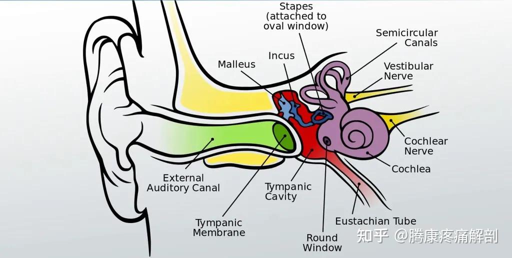 导致眩晕的关键因素之一，前庭感觉系统 - 知乎