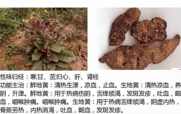 500余种中草药图  第82张