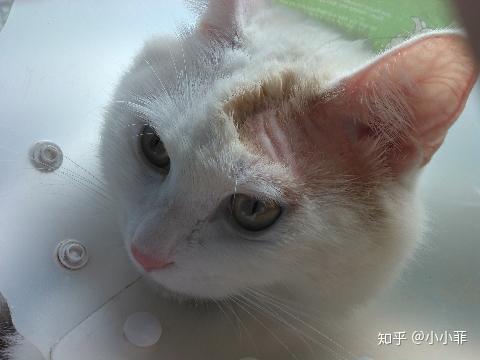 幼猫掉毛一块一块的掉 知乎