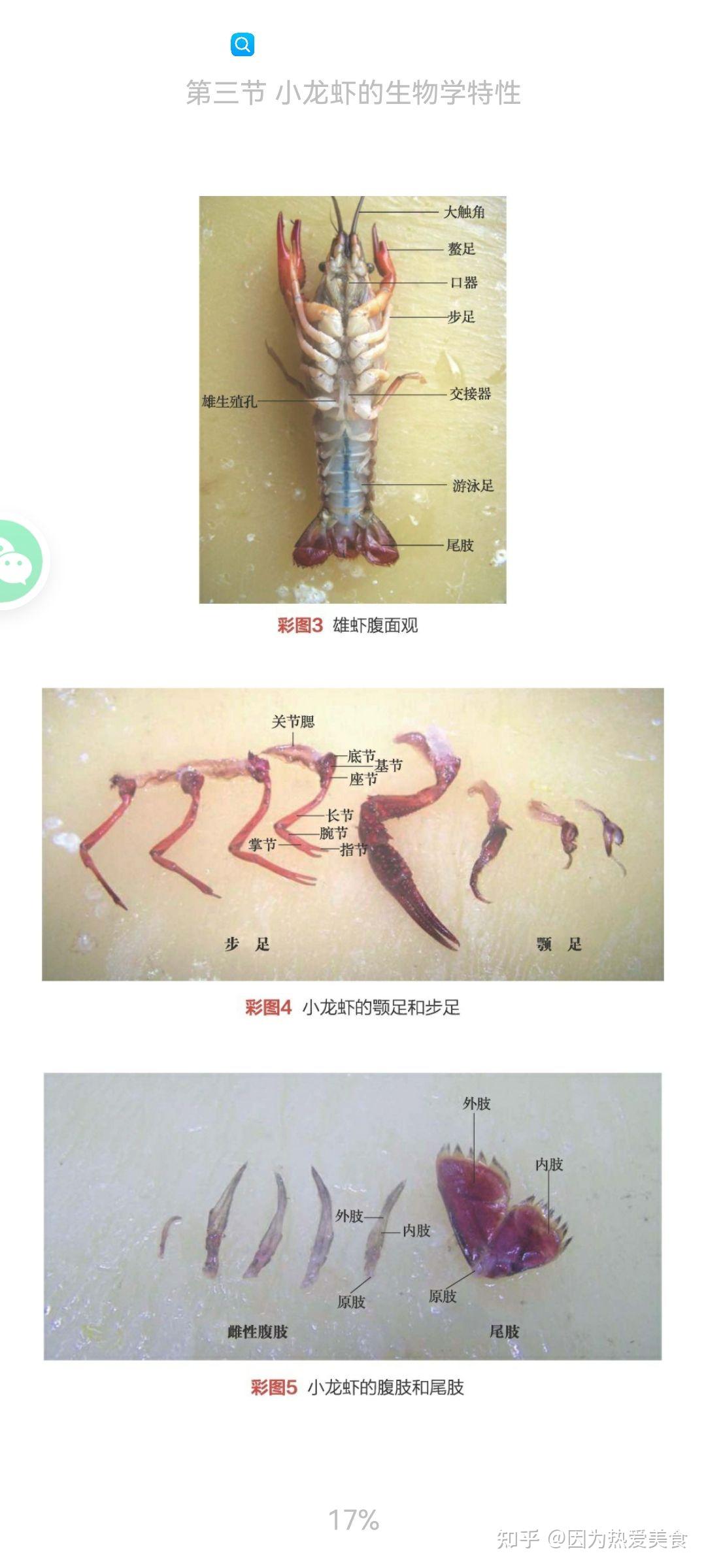 龙虾公母怎么分图解图片
