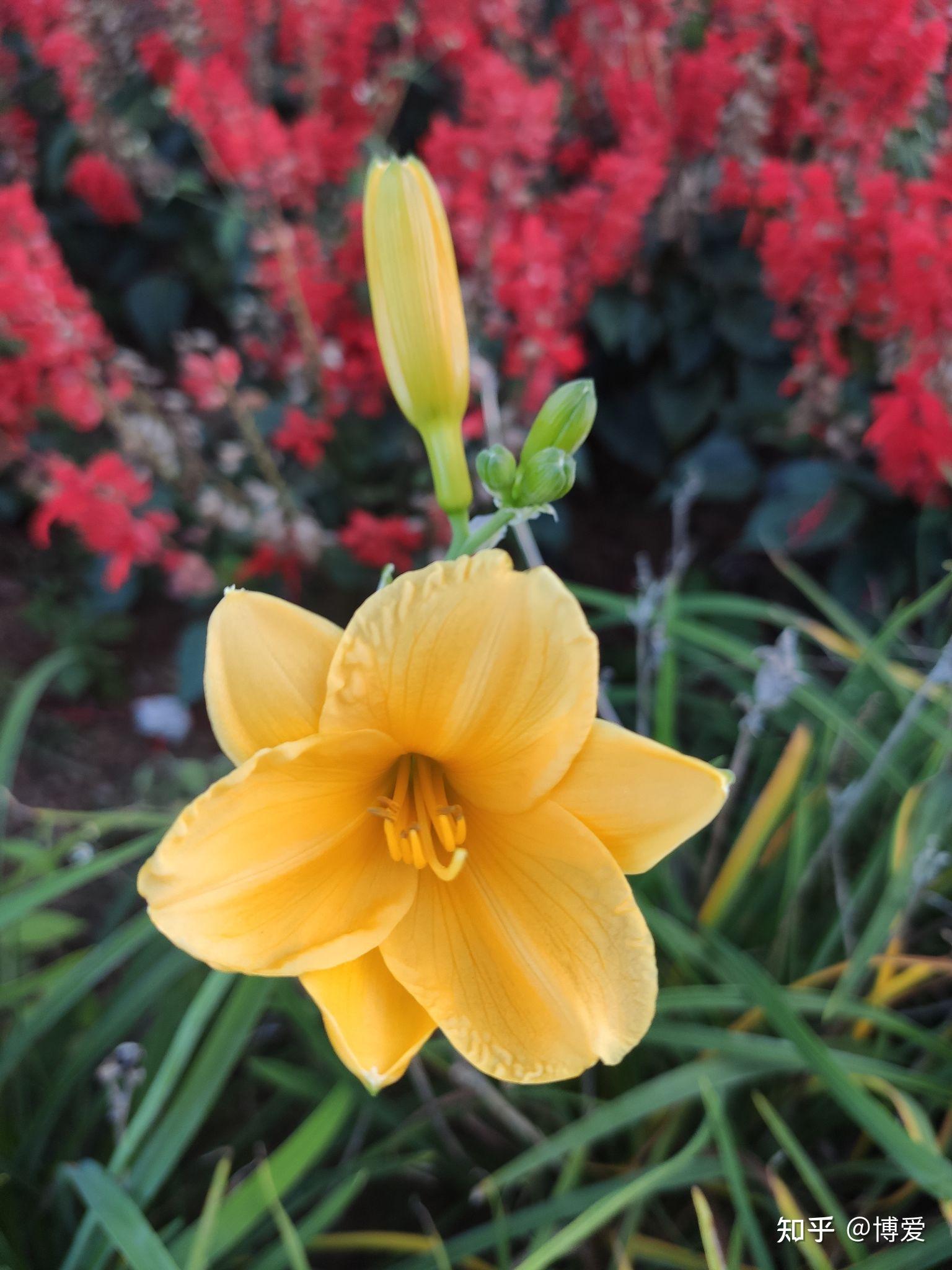 以"青"字开头的诗句有哪些?