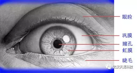 一,眼球生理结构和特征
