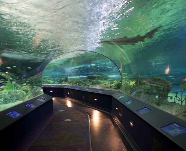 多伦多景点攻略:加拿大里普利水族馆 (ripleys aquarium of canada)
