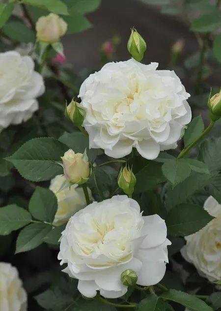 【月季品种推荐】心中的白月光,白色系月季