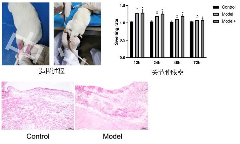 大鼠关节滑膜图片