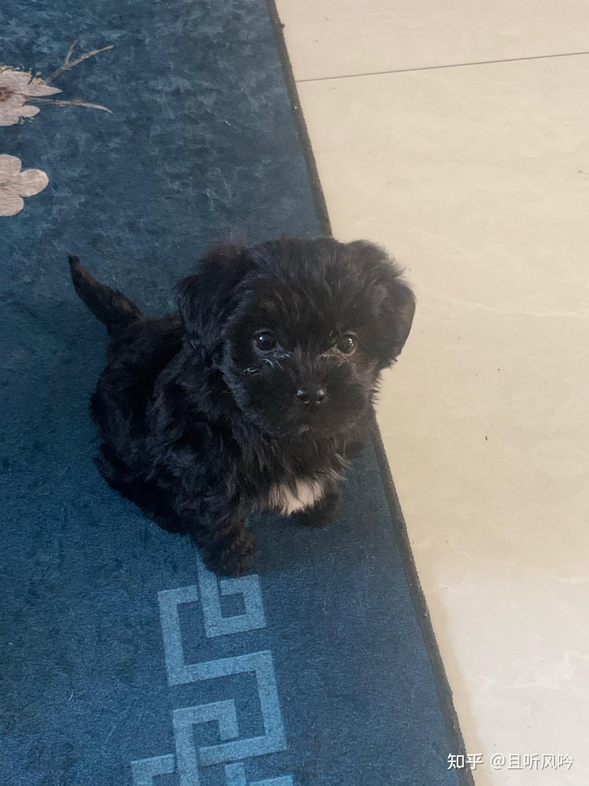 有养过葡萄牙水犬的吗? - 知乎