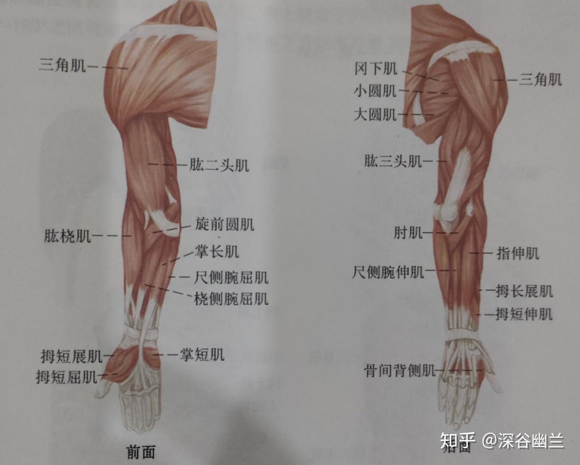 上臂三角肌简单定位法图片