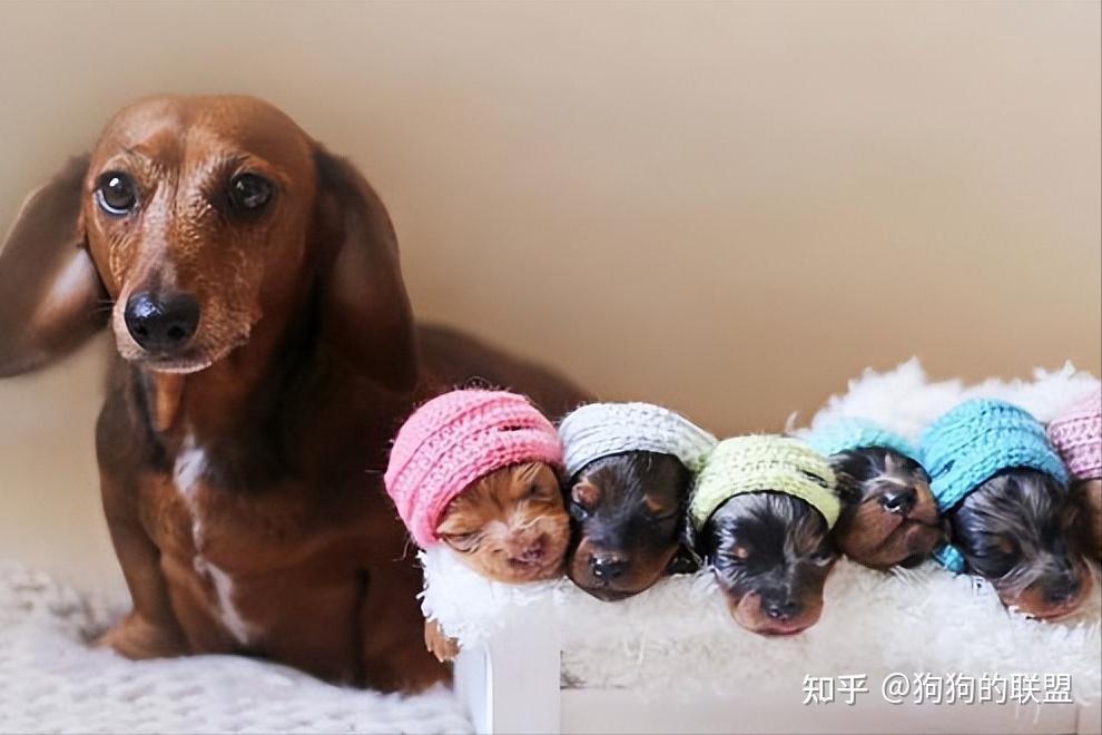 狗和自己的妈妈进行繁殖到底是什么意思