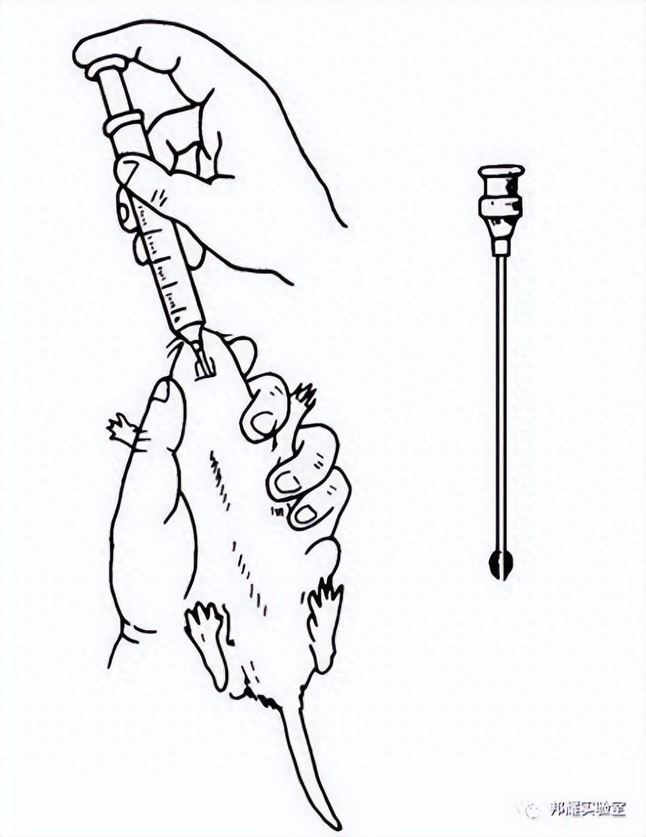 灌胃给药后,为何我的小鼠频繁死亡?