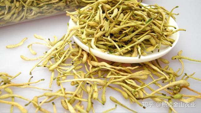 沙参玉竹麦冬煮水的用量 v2-6c6743e2c2dea7eb7ce99c5cfb99fc6c_r.jpg