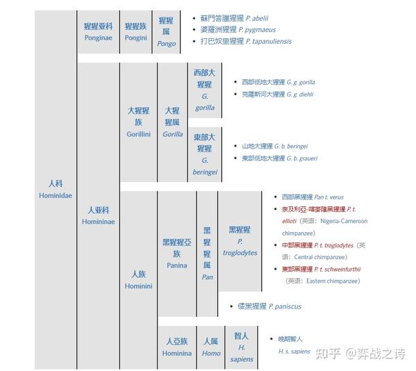 从南方古猿到晚期智人,人类是怎么进化而来的 - 知乎
