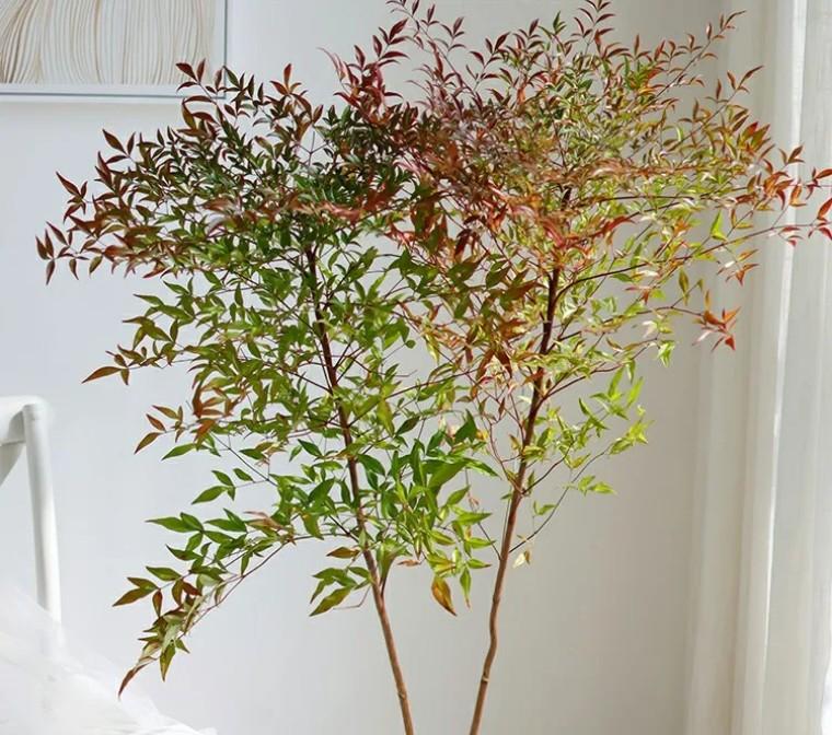 100种观叶植物 | No.22 南天竹养护攻略 - 知乎