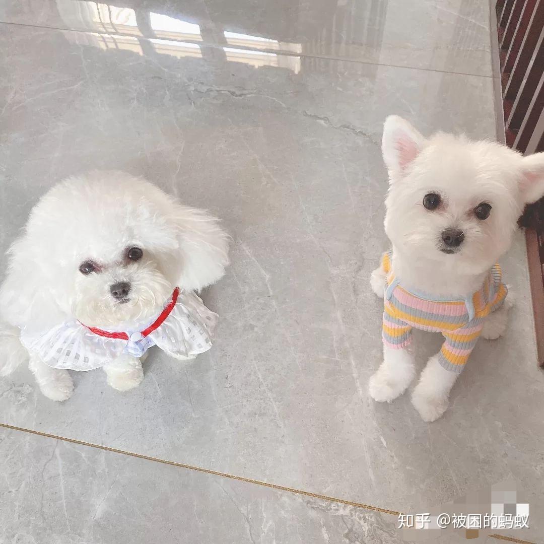 博美和比熊的串串能长多大成犬什么样子