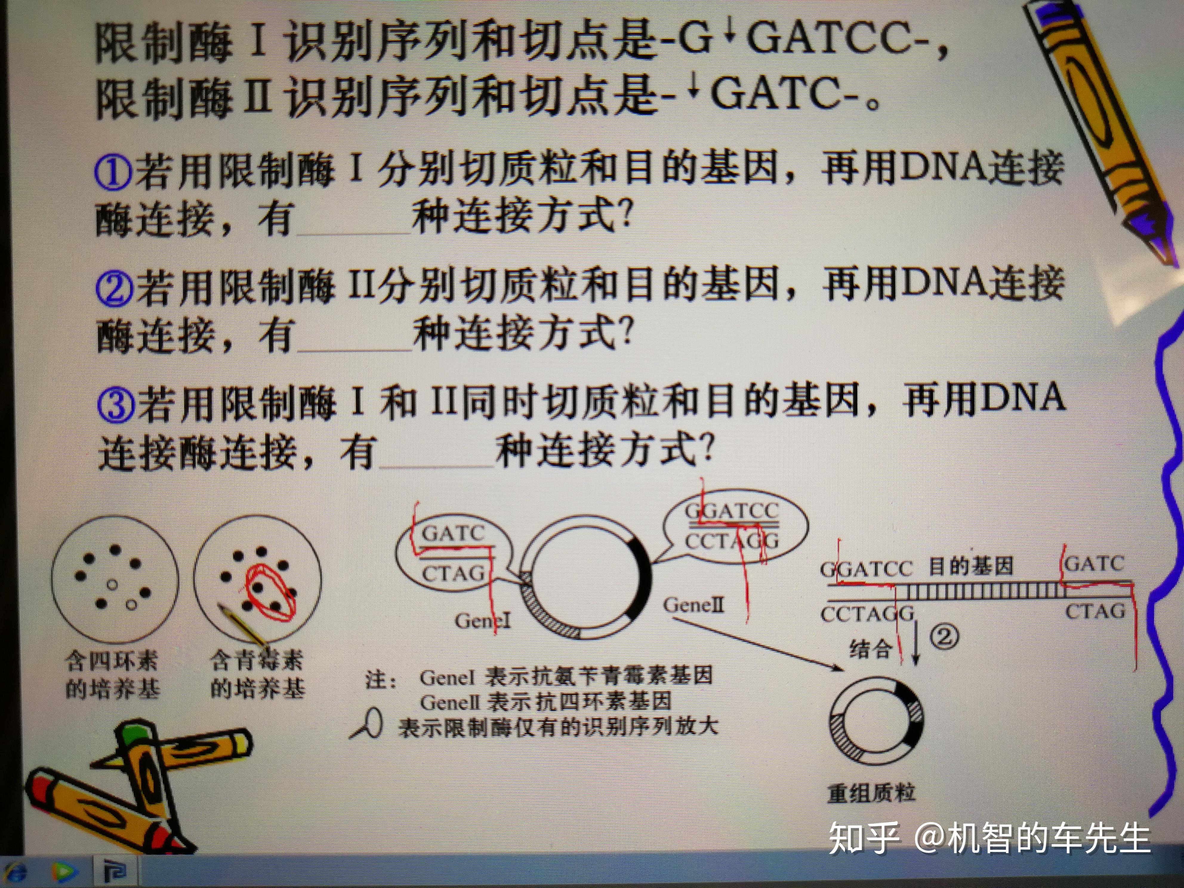 目的基因与质粒反向连接为什么会导致整个质粒失活