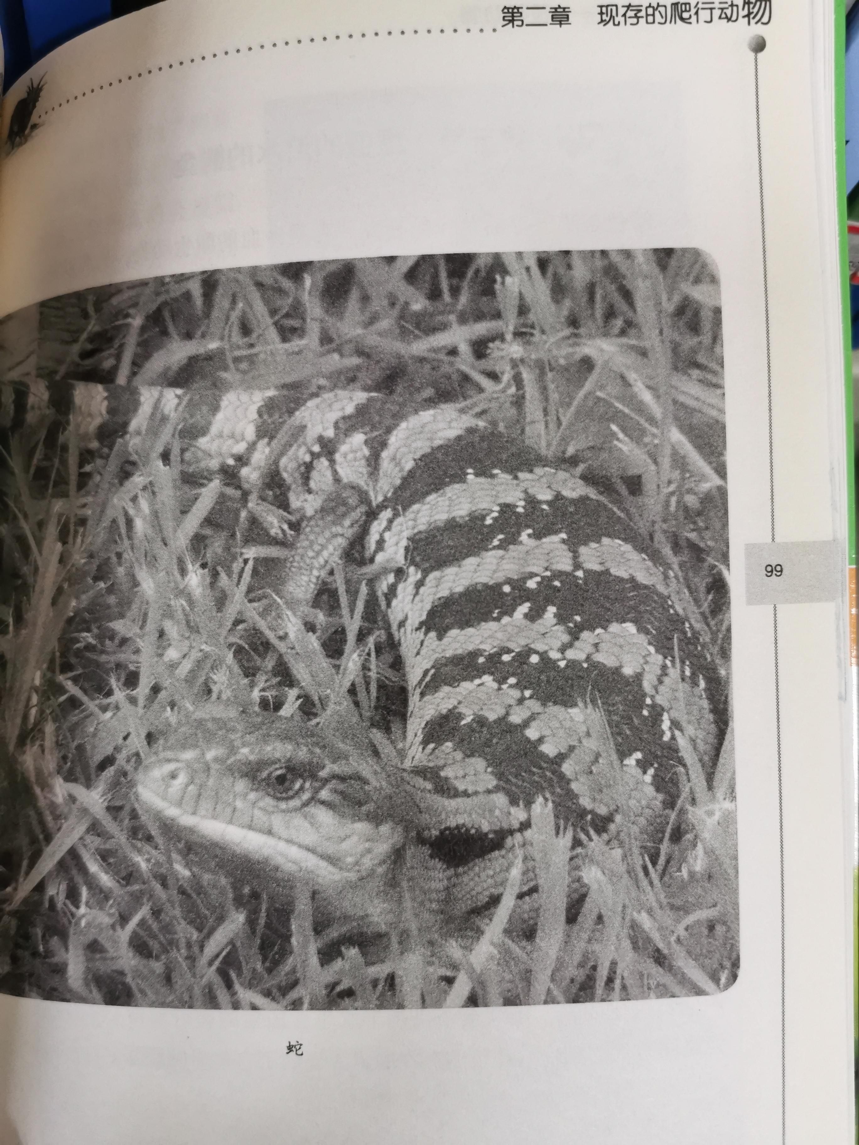 谁来仔细科普一下槌子蛇这东西