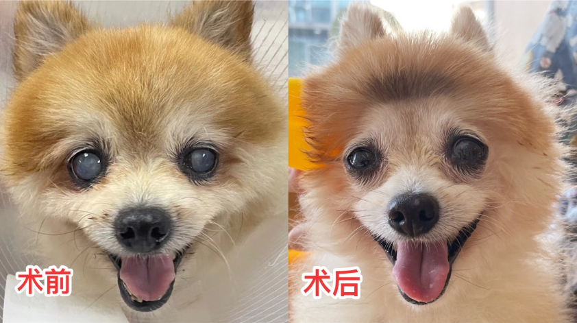 狗狗眼睛都是清澈的,而白内障狗狗,瞳孔内晶状体会从透明变成白色