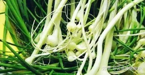 薤白——“山中小蒜”,通胸阳之良药! - 知乎