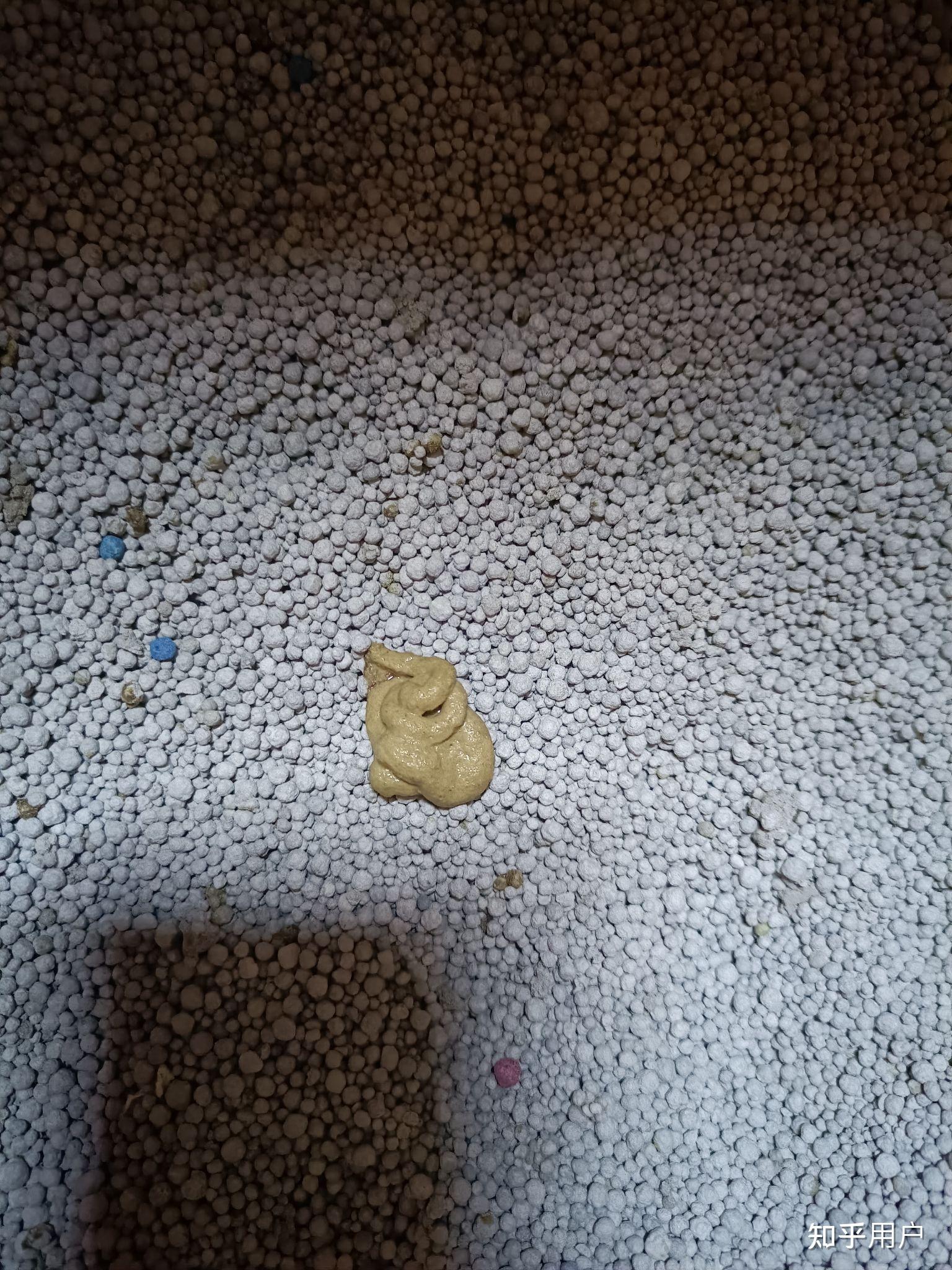一个多月的小猫屎是什么样子啊? - 知乎