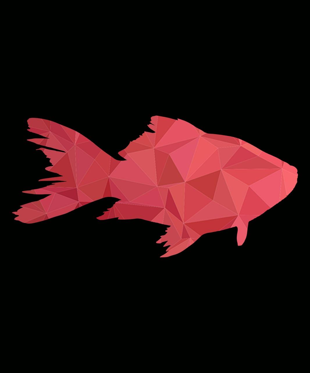 小丑背鱼多少钱