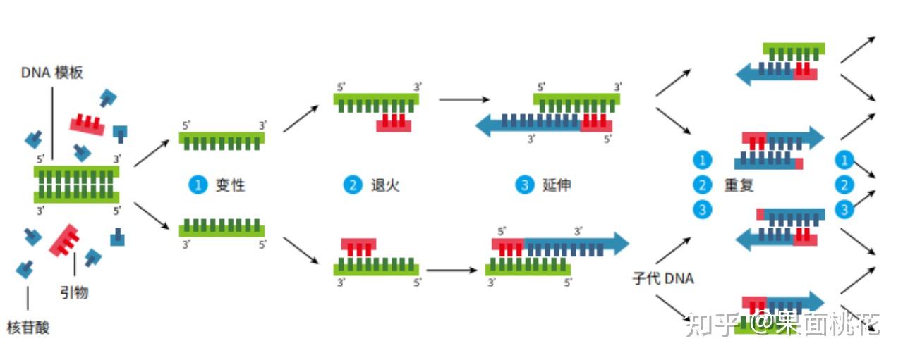基础实验技能——PCR扩增 - 知乎