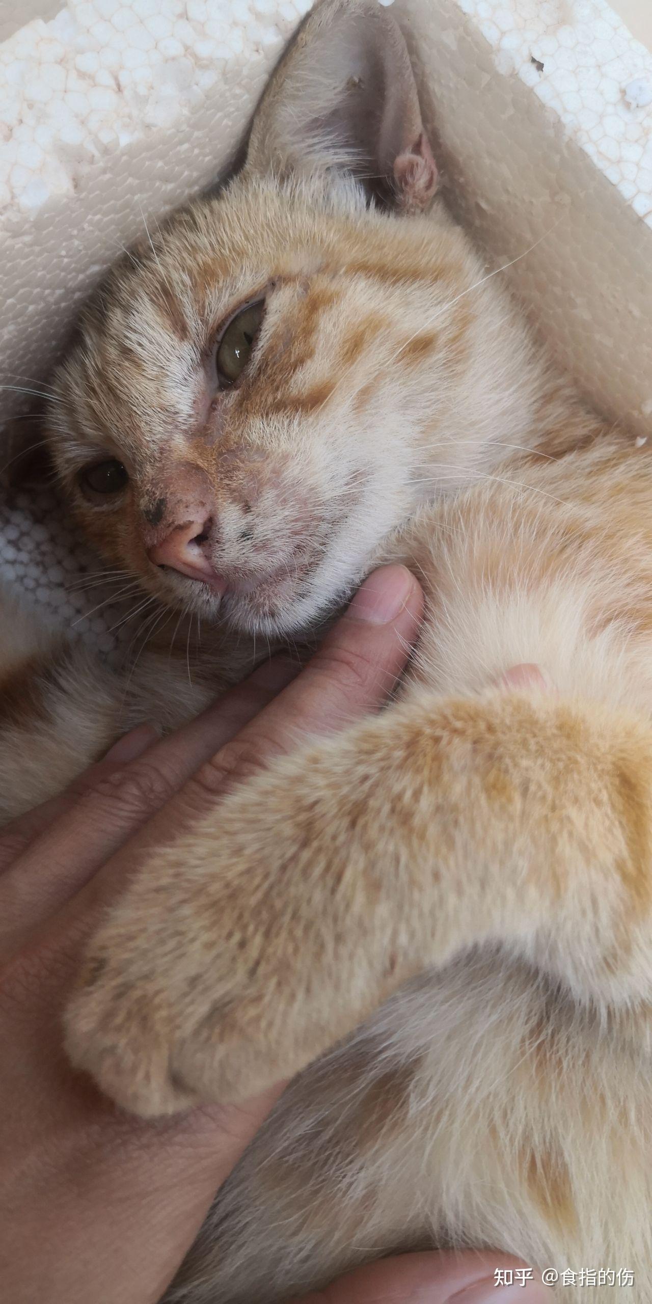 大猫,小猫两三只 - 知乎
