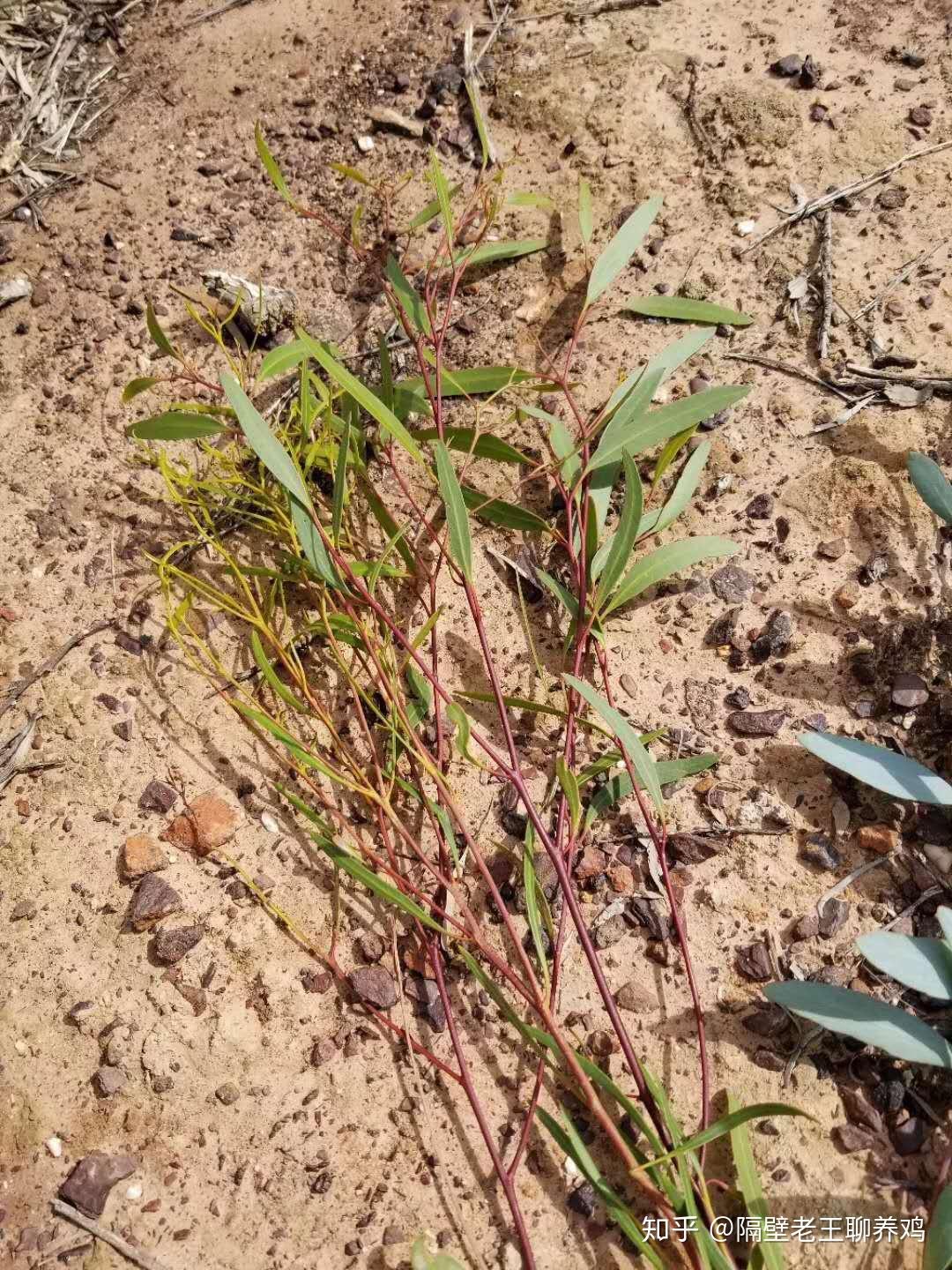 桉樹精油改善家禽腸道健康促進生長是經得起考驗的替抗產品