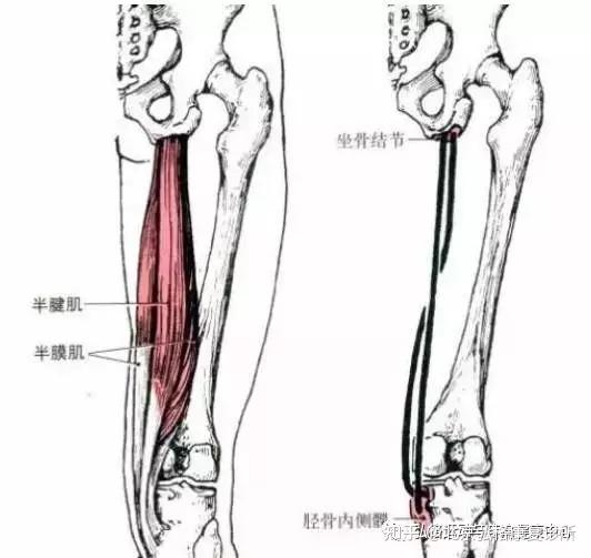 大腿后侧肌肉解剖图图片