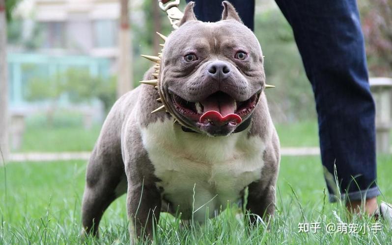 疯"之一比特犬不仅战斗力强,而且智商也很高而且还是爆发力知足的狗狗