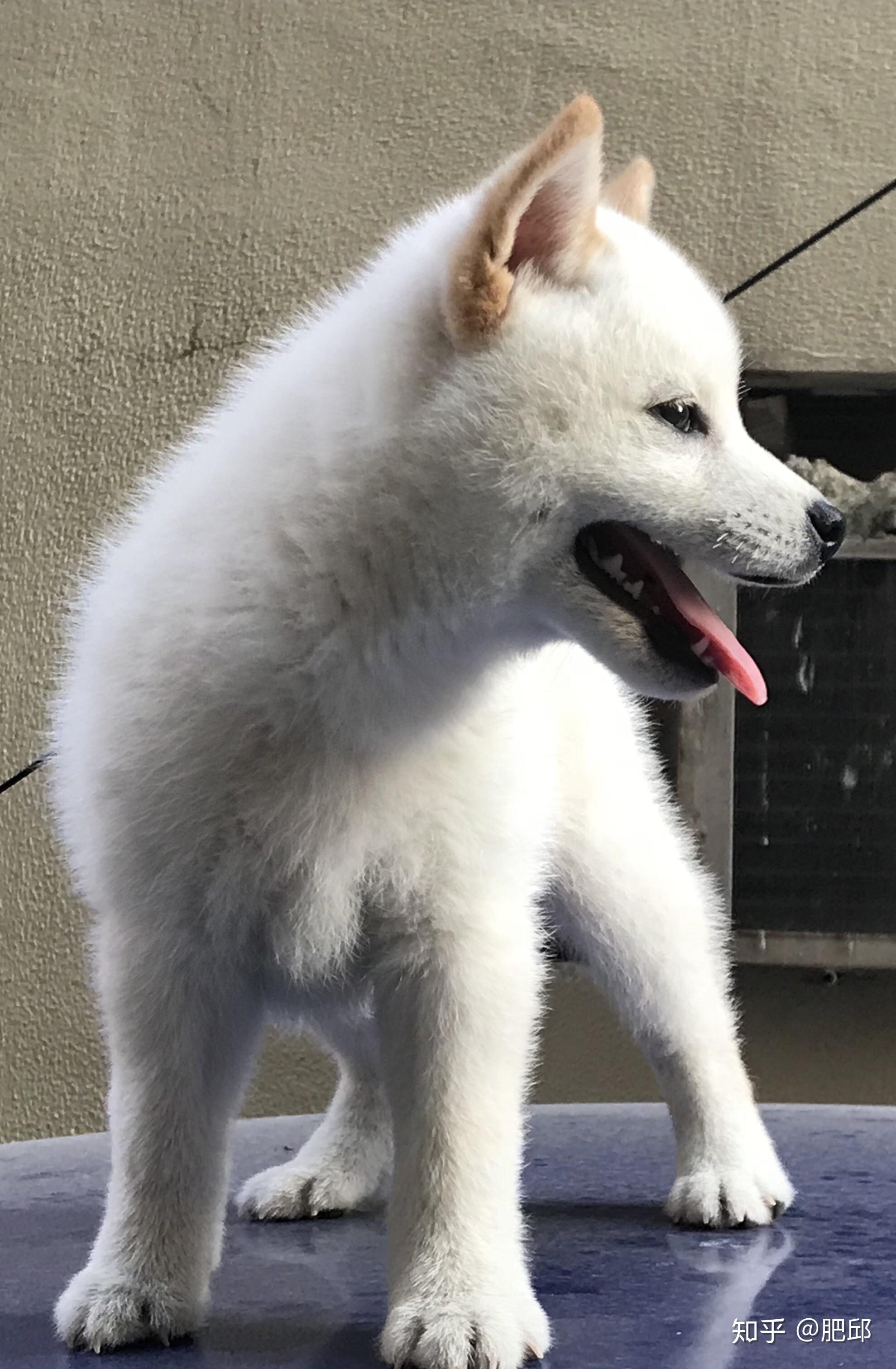 白色柴犬属于什么品种,相对于传统柴犬较为珍贵吗? - 知乎