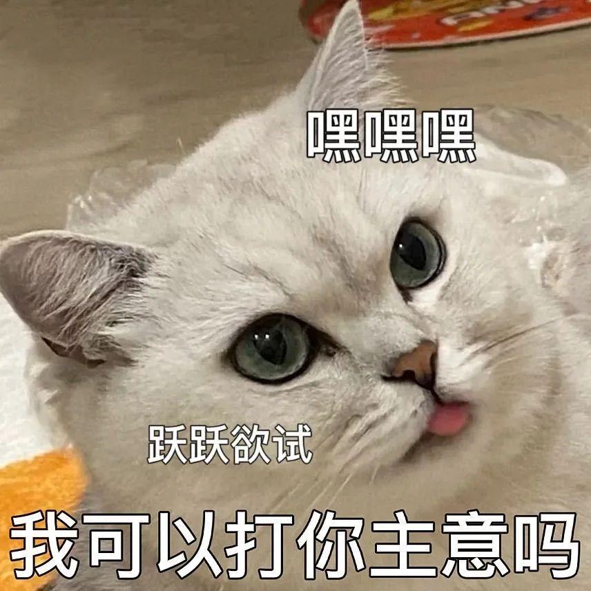 猫咪握手表情包图片