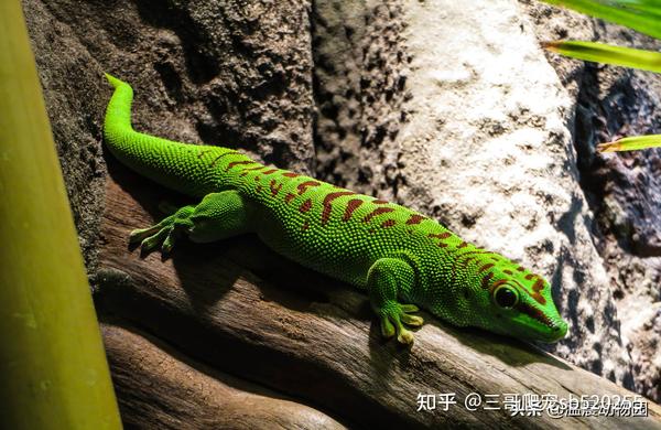 如果你想养守宫那你请看看一下五种 - 知乎