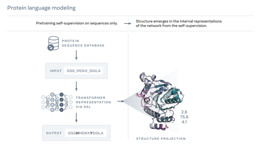 世界首个！Meta AI开放6亿+宏基因组蛋白质结构图谱，150亿语言模型用两周完成 - 知乎
