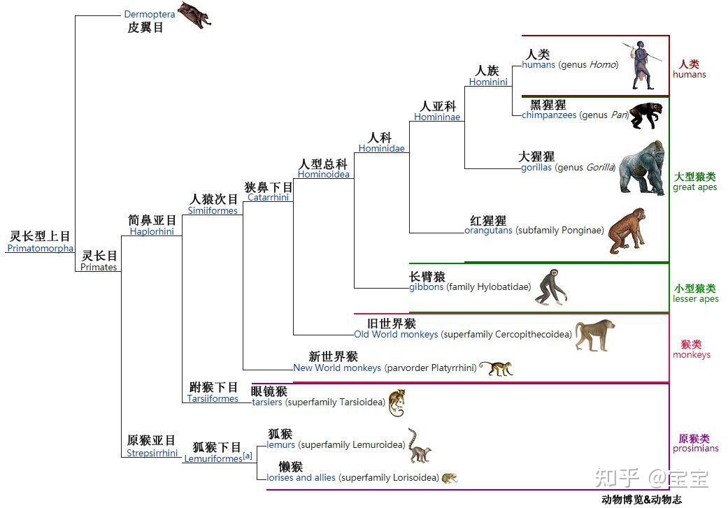 生物进化树整理 - 知乎