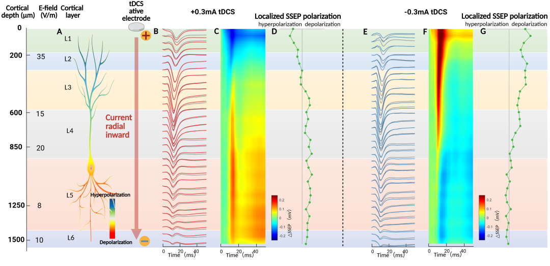 Brain Stimul丨陈立毅等:tDCS 机制不再“各说各话”,电场强度—极化—放电的闭环证据链 - 知乎
